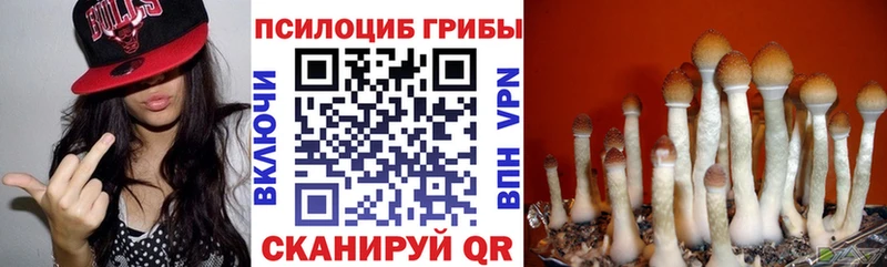 Псилоцибиновые грибы Cubensis  Купить закладки  Чайковский 